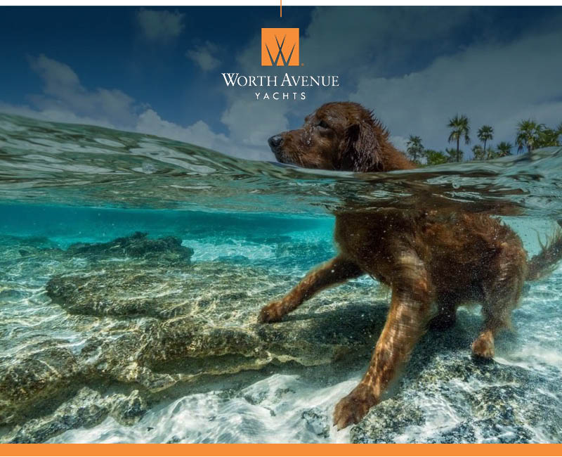 Dog swimming in Water.